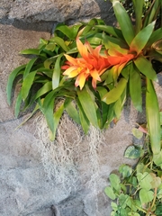 Tillandsia imperialis