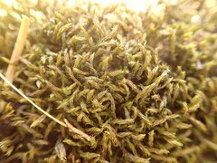 Grimmia trichophylla