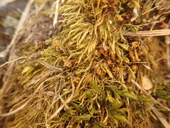 Philonotis capillaris