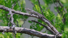 Sceloporus olivaceus