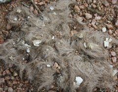 Dasypus novemcinctus