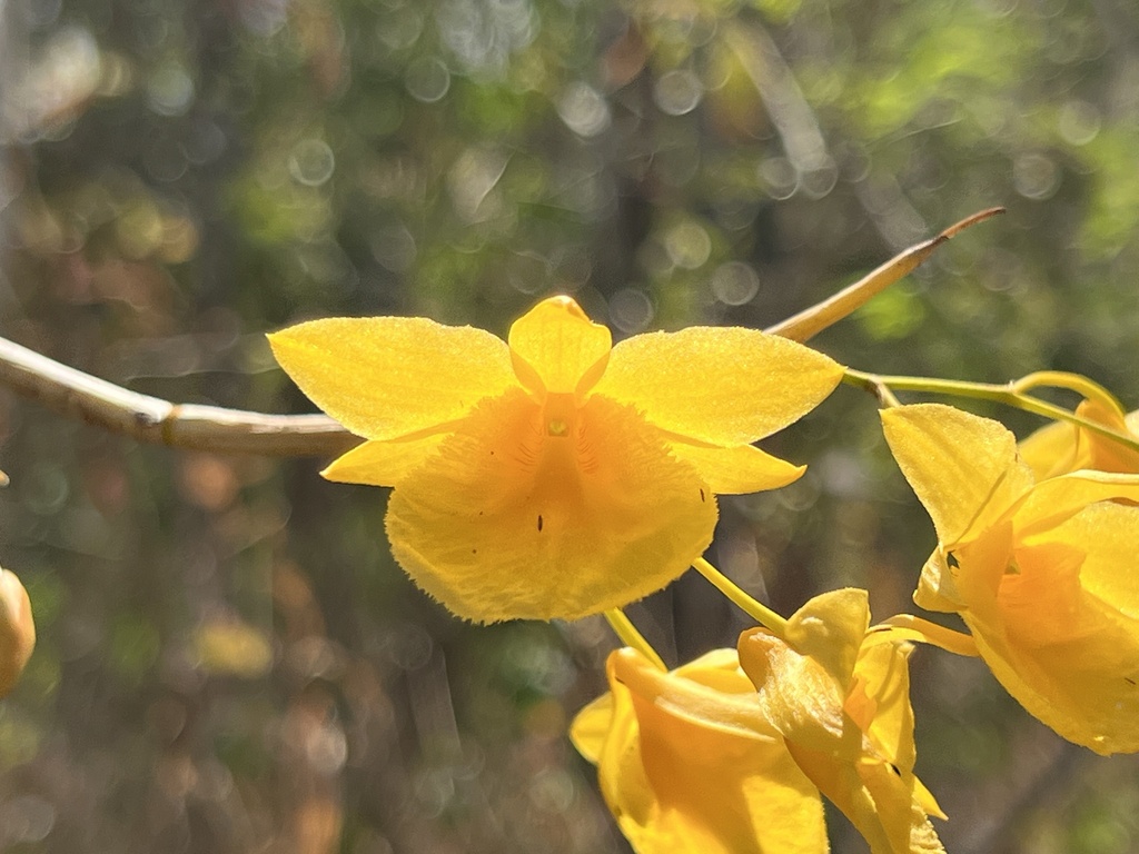Dendrobium dixanthum Rchb.f.