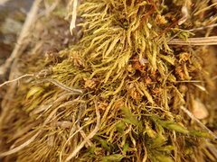 Philonotis capillaris