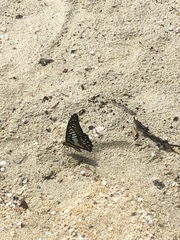 Graphium