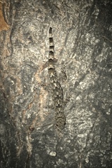 Hemidactylus mabouia