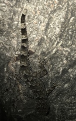 Hemidactylus mabouia