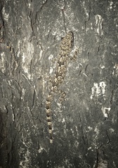 Hemidactylus mabouia