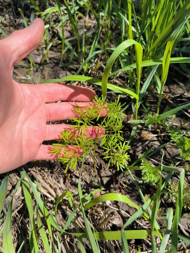 Foto de Cenolophium fischeri
