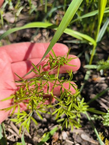 Foto de Cenolophium fischeri