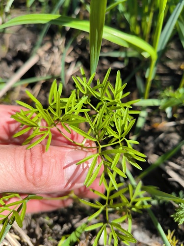 Foto de Cenolophium fischeri