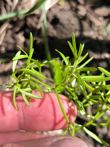 Foto de Cenolophium fischeri