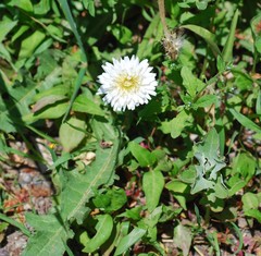Taraxacum coreanum