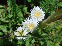 Taraxacum coreanum