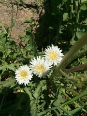 Taraxacum coreanum