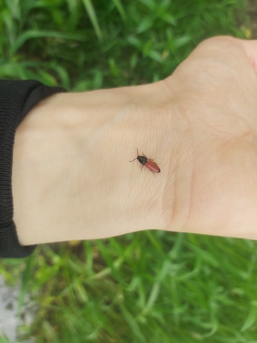 Ampedus praeustus