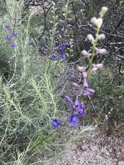 Delphinium hesperium