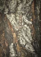 Hemidactylus mabouia