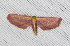 Leptostales laevitaria