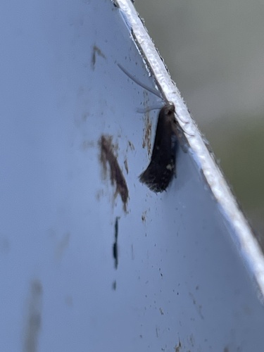 Monochroa elongella