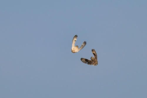 Short-eared Owl photographed in Montana