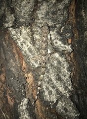 Hemidactylus mabouia