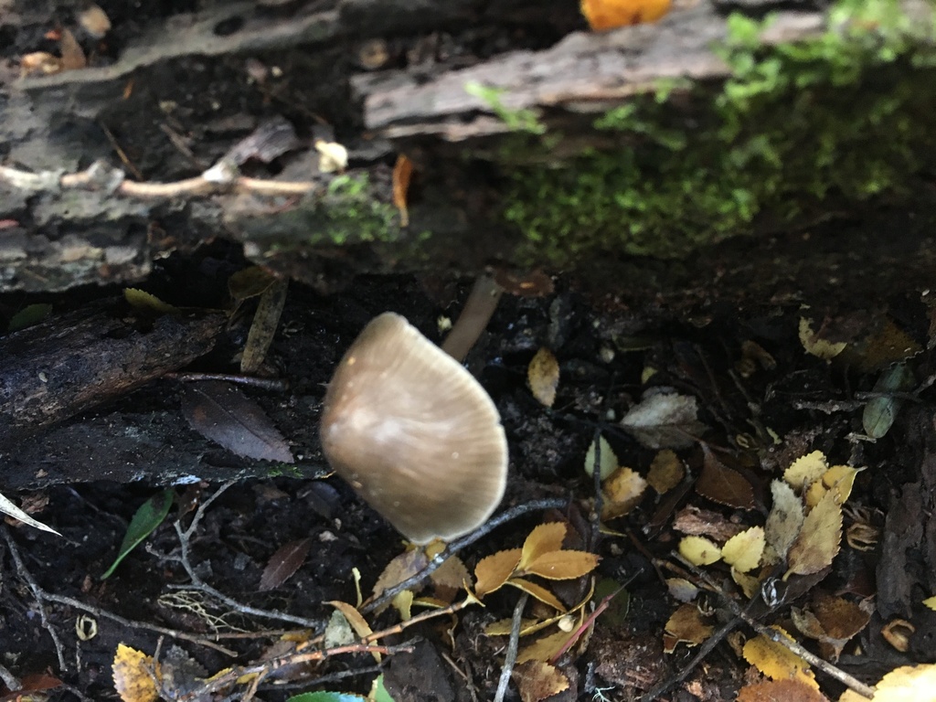 Mycena galericulata · May 2024 · photo: © paupassi (iNaturalist, cc-by)