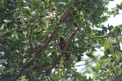 Synallaxis erythrothorax