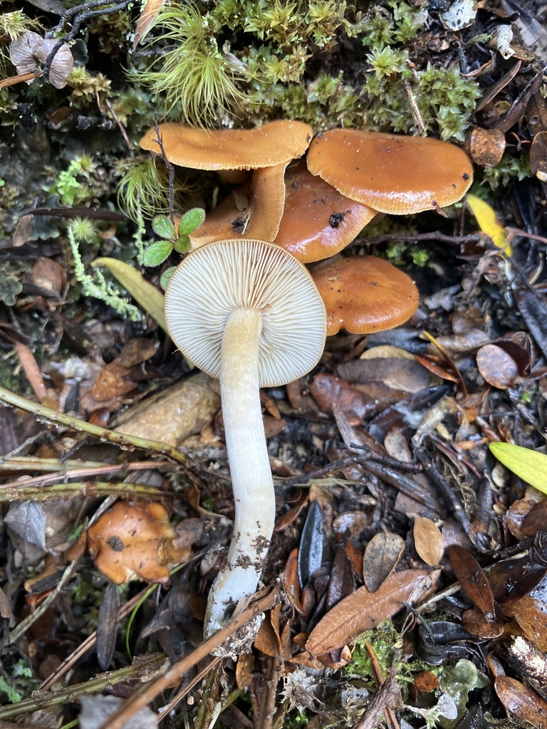 Thaxterogaster verniciorum