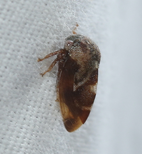 Cyrtolobus fuscipennis photo 3