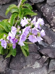 Solanum wendlandii image