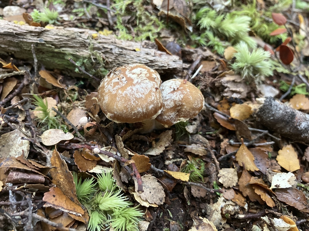 Cortinarius subcastanellus