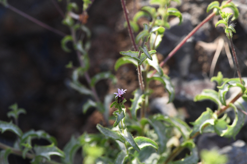 Sonoma Lessingia (Lessingia ramulosa)