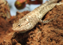 Sceloporus clarkii clarkii