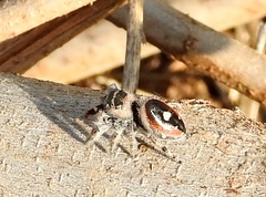 Phidippus californicus