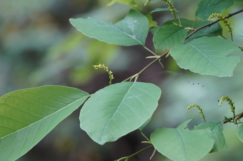 Image of Neoshirakia japonica by (c) WATANABE Hitoshi 渡辺仁, some rights reserved (CC BY)