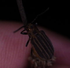 Neolochmaea dilatipennis