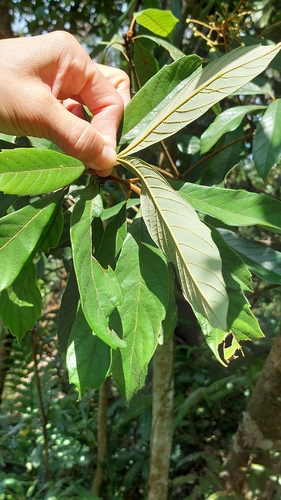 Image of Meliosma rigida by (c) 賴碧珠, some rights reserved (CC BY)