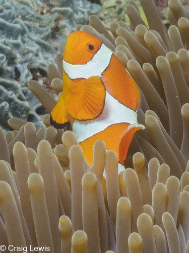 Ocellaris Anemonefish — seen at this dive site