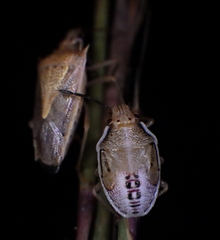 Oebalus