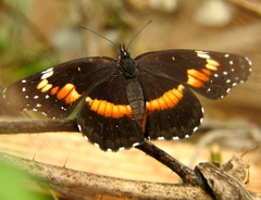 Chlosyne lacinia crocale