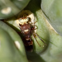 Hoplisoides splendidulus