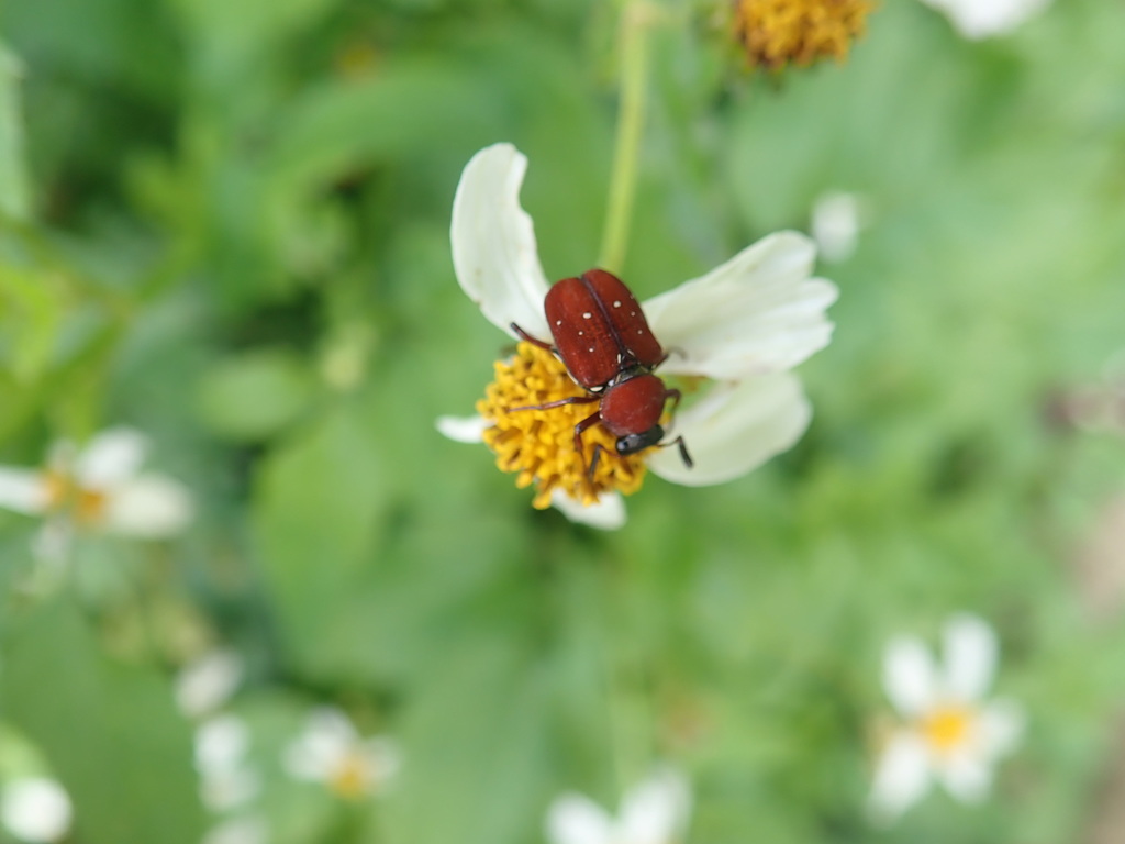 Paratrichius alboguttatus