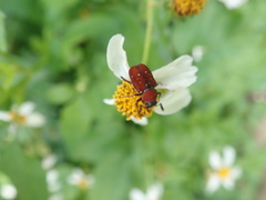 Paratrichius alboguttatus