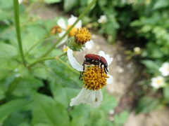 Paratrichius alboguttatus