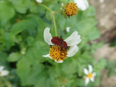 Paratrichius alboguttatus
