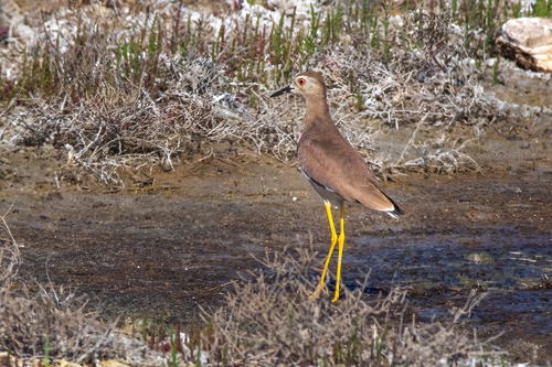White-tailed Lapwing (Vanellus leucurus), photo 9