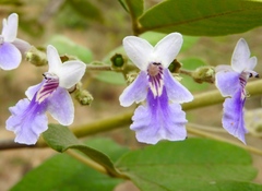 Vitex mollis