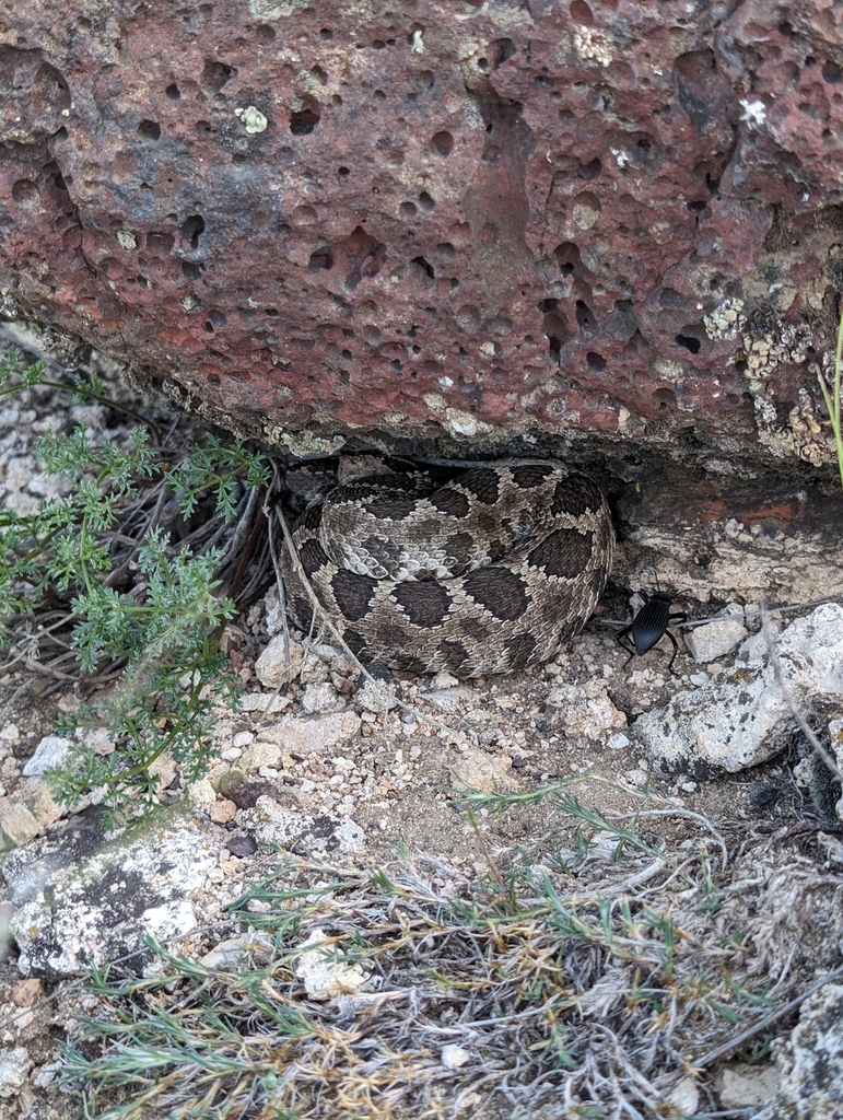 Northern Pacific Rattlesnake from Royal City, WA 99357, USA on May 15 ...