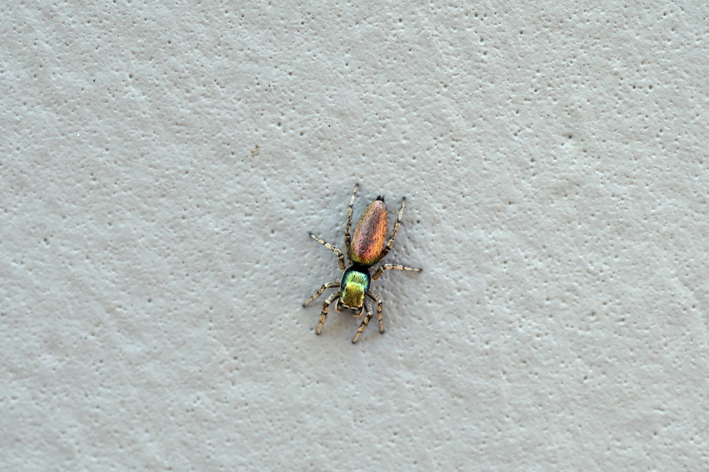 Salticus peckhamae