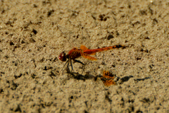 Erythrodiplax corallina